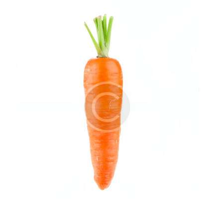 Carrot